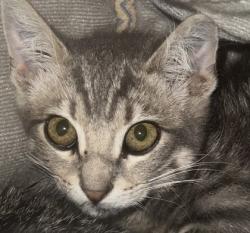 Shelter Stray Male Cat last seen Champion Oaks Drive and Vista Creek Drive, Roseville City, CA, 200 Tahoe Ave, Roseville, CA 95678, USA