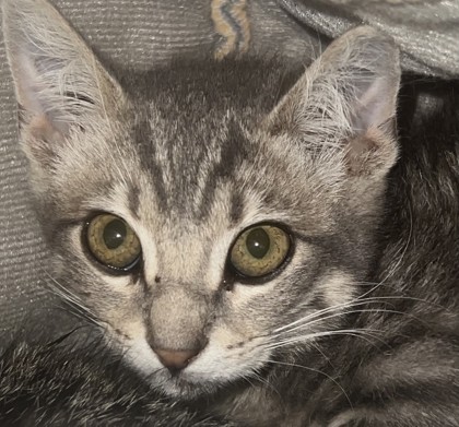Shelter Stray Male Cat last seen Champion Oaks Drive and Vista Creek Drive, Roseville City, CA, 200 Tahoe Ave, Roseville, CA 95678, USA