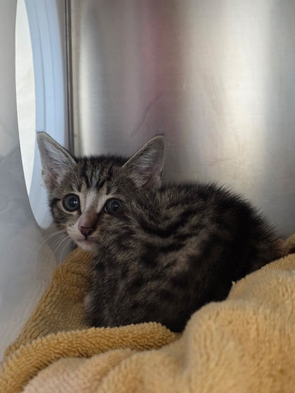 Shelter Stray Male Cat last seen Stratford Drive - In Back Yard, 75150, TX, 1650 Gross Rd, Mesquite, TX 75149, USA