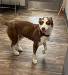 Shelter Stray Female Dog last seen Near Central Avenue, San Diego, CA, 92105, 5500 Gaines St, San Diego, CA 92110, USA