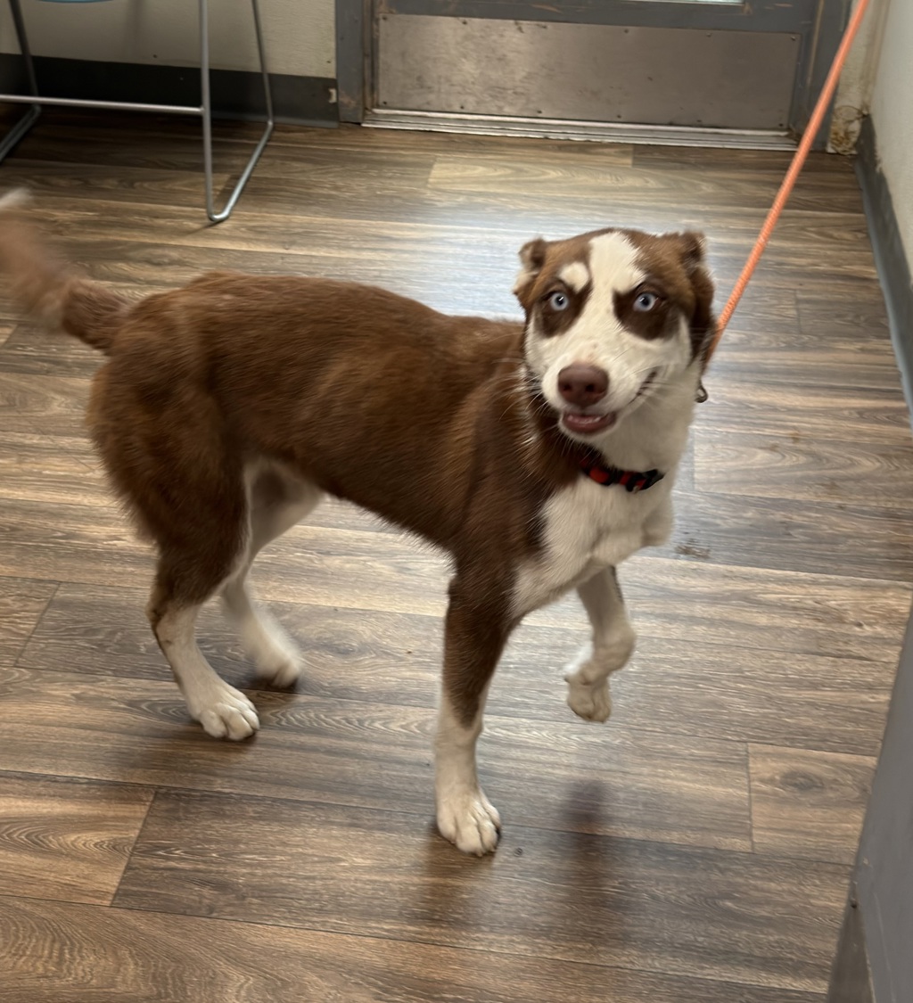 Shelter Stray Female Dog last seen Near Central Avenue, San Diego, CA, 92105, 5500 Gaines St, San Diego, CA 92110, USA