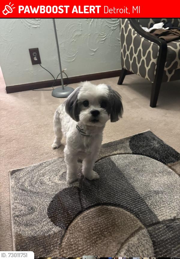 Lost Male Dog last seen Kelly and 8 mile, Detroit, MI 48205