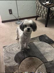 Lost Male Dog last seen Kelly and 8 mile, Detroit, MI 48205