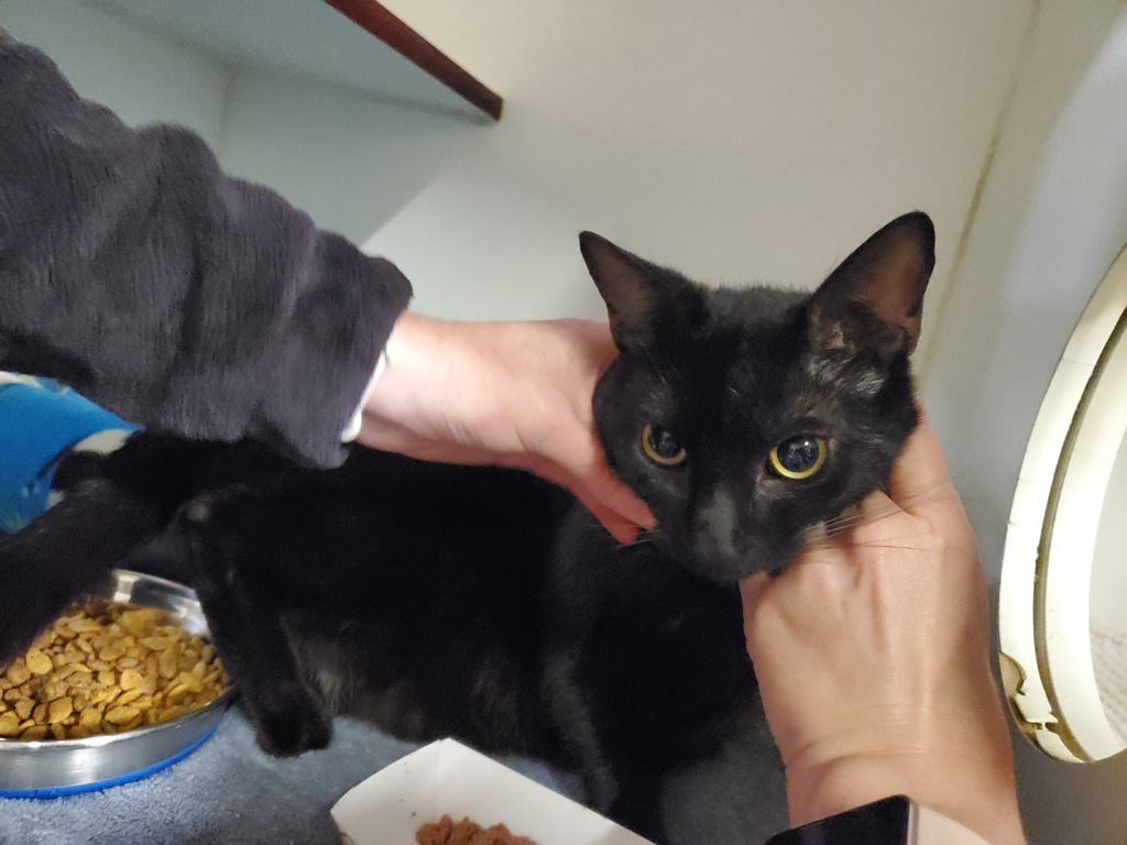 Shelter Stray Male Cat last seen Near Catalina Circle, Oceanside, CA, 92056, Oceanside, CA 92058, USA