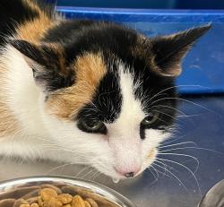 Shelter Stray Unknown Cat last seen W Colfax Ave// Glenn Ayr Dr, Lakewood, CO, 80215, 580 McIntyre St, Golden, CO 80401, USA