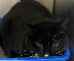 Shelter Stray Unknown Cat last seen W Colfax Ave// Glenn Ayr Dr, Lakewood, CO, 80215, 580 McIntyre St, Golden, CO 80401, USA