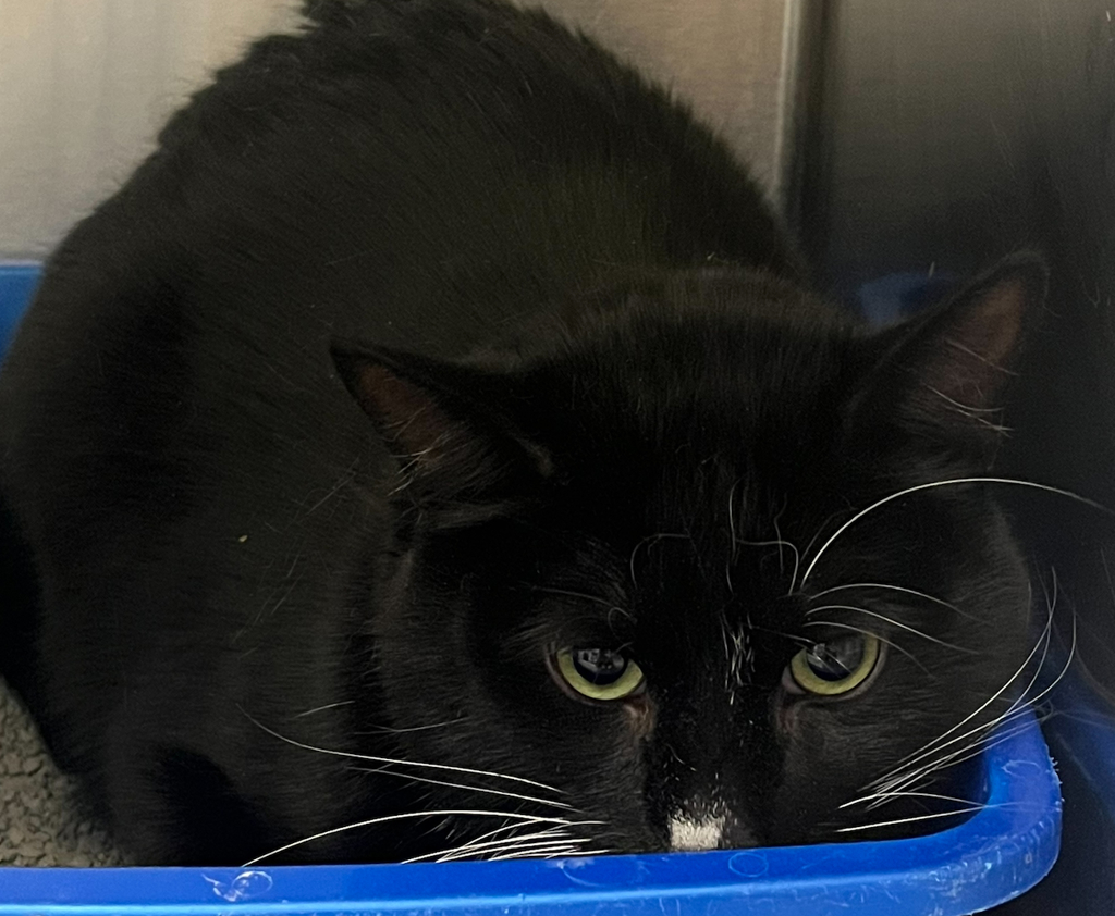 Shelter Stray Unknown Cat last seen W Colfax Ave// Glenn Ayr Dr, Lakewood, CO, 80215, 580 McIntyre St, Golden, CO 80401, USA