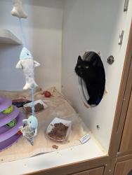 Shelter Stray Male Cat last seen Near Sturgess Avenue, La Mesa, CA, 91941, 5500 Gaines St, San Diego, CA 92110, USA