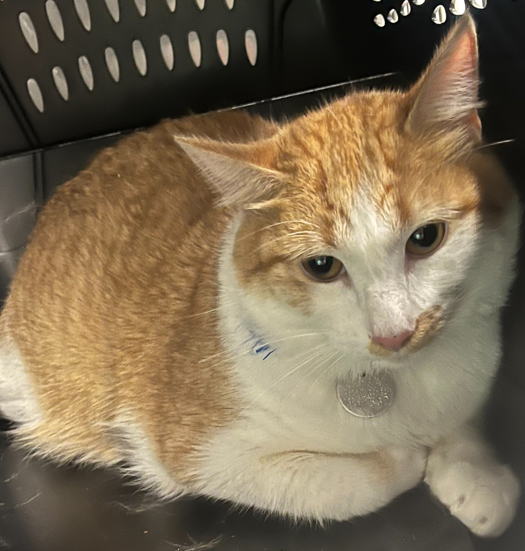 Shelter Stray Unknown Cat last seen W Colfax Ave// Glenn Ayr Dr, Lakewood, CO, 80215, 580 McIntyre St, Golden, CO 80401, USA
