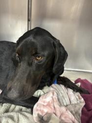 Shelter Stray Male Dog last seen Near W Indiana Avenue, SALT LAKE CITY, UT, 84103, 511 W 3900 S, Salt Lake City, UT 84123, USA