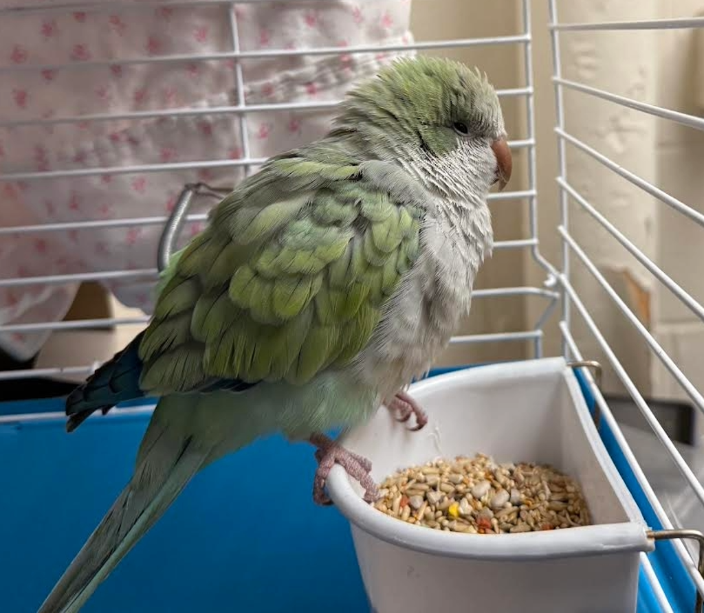 Shelter Stray Unknown Bird last seen SE 122nd/Division, PORTLAND, OR, 97233, 1700 W Historic Columbia River Hwy, Troutdale, OR 97060, USA