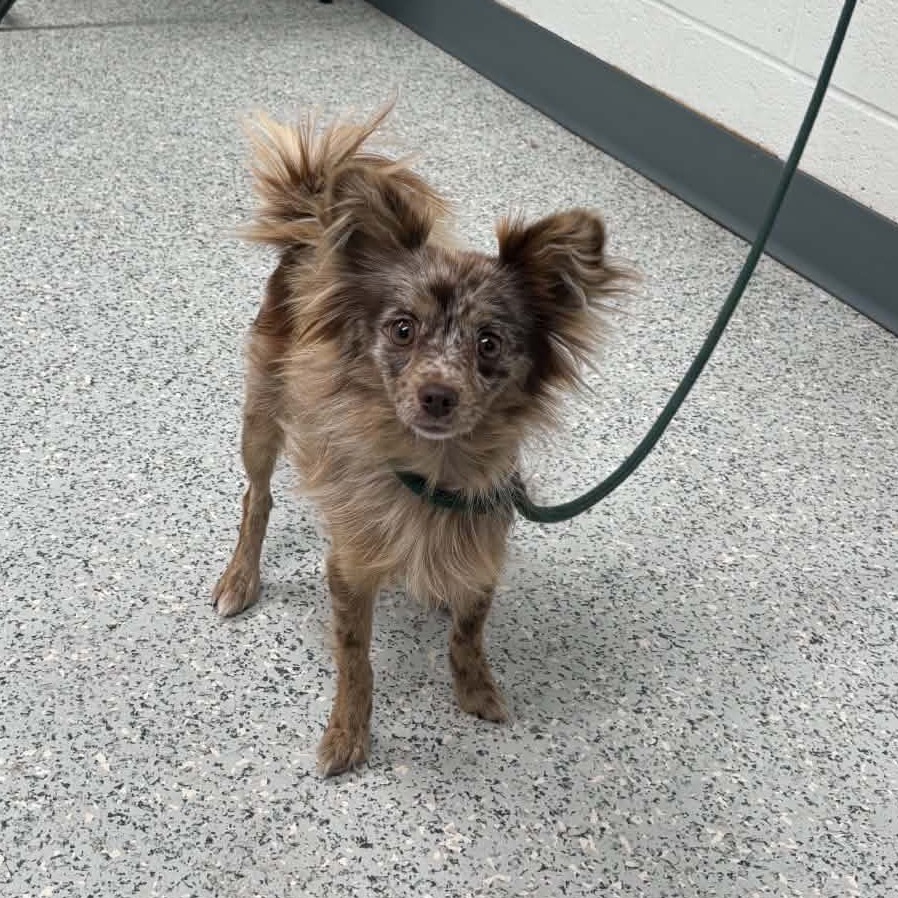 Shelter Stray Female Dog last seen , 5801 Graye Ln, Caldwell, ID 83607, USA