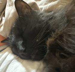 Reunited Female Cat last seen Dawes street and Sandy lane , Libertyville, IL 60048