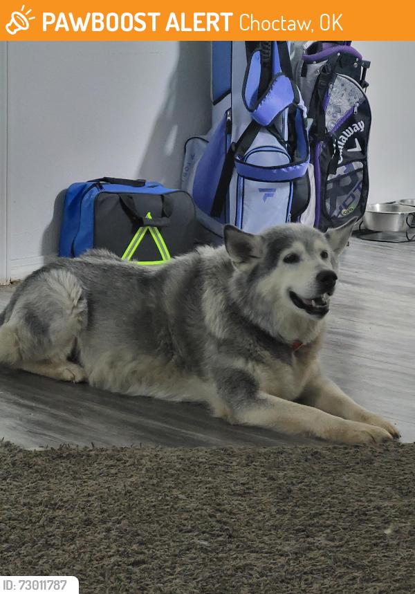 Found/Stray Male Dog last seen North of town, near haiwassee, Choctaw, OK 73020