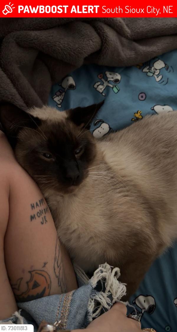 Lost Male Cat last seen e 18th st, South Sioux City, NE 68776