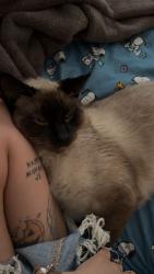 Lost Male Cat last seen e 18th st, South Sioux City, NE 68776