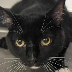 Shelter Stray Male Cat last seen , 3607 N Armenia Ave, Tampa, FL 33607, USA