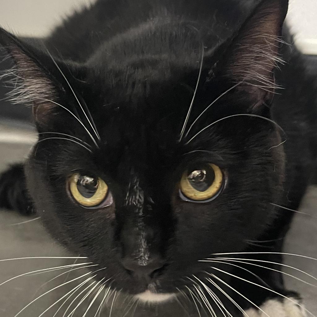 Shelter Stray Male Cat last seen , 3607 N Armenia Ave, Tampa, FL 33607, USA