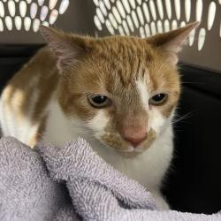 Shelter Stray Male Cat last seen , 3607 N Armenia Ave, Tampa, FL 33607, USA