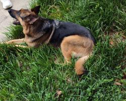 Found/Stray Female Dog last seen Owen Circle Emory dr , Sugar Hill, GA 30518