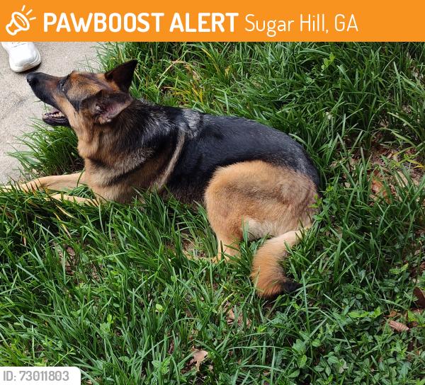 Found/Stray Female Dog last seen Owen Circle Emory dr , Sugar Hill, GA 30518