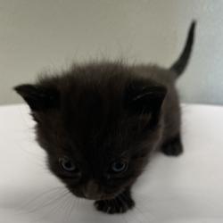 Shelter Stray Female Cat last seen , 3607 N Armenia Ave, Tampa, FL 33607, USA