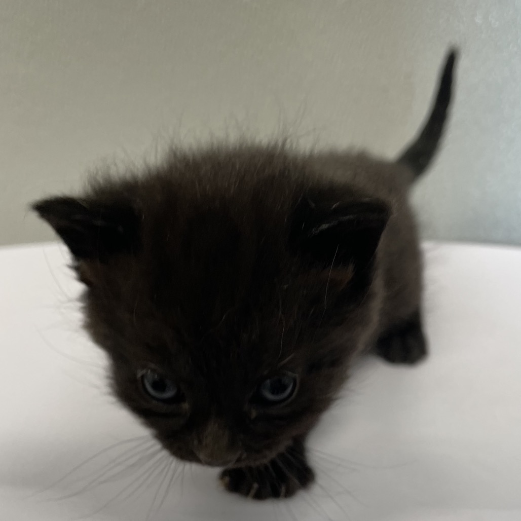 Shelter Stray Female Cat last seen , 3607 N Armenia Ave, Tampa, FL 33607, USA