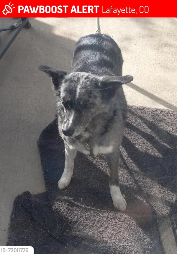 Lost Female Dog last seen apmt complex on 119th and baseline rd. Ran off at dog park followed her to trail behind apmts where she disappeared , Lafayette, CO 80026