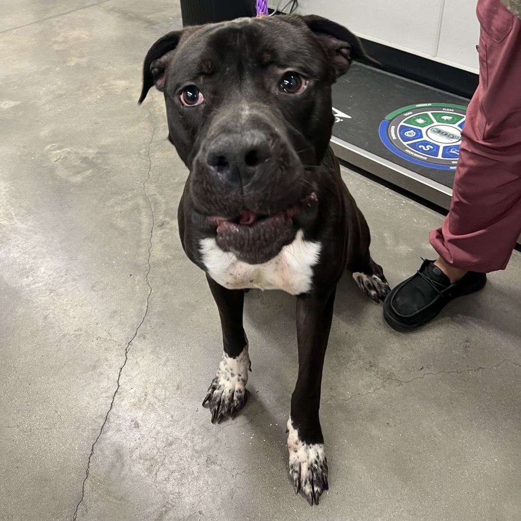 Shelter Stray Male Dog last seen , 3607 N Armenia Ave, Tampa, FL 33607, USA