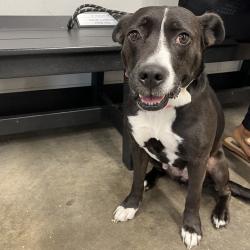 Shelter Stray Female Dog last seen , 3607 N Armenia Ave, Tampa, FL 33607, USA