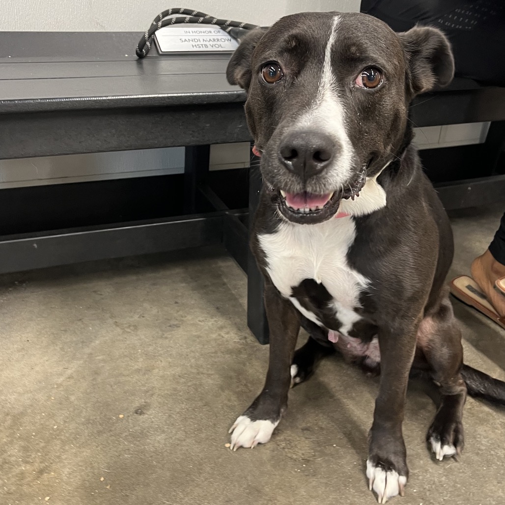 Shelter Stray Female Dog last seen , 3607 N Armenia Ave, Tampa, FL 33607, USA