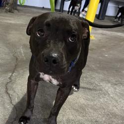 Shelter Stray Female Dog last seen , 3607 N Armenia Ave, Tampa, FL 33607, USA