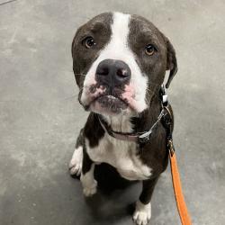 Shelter Stray Male Dog last seen , 3607 N Armenia Ave, Tampa, FL 33607, USA