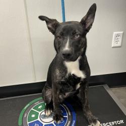 Shelter Stray Male Dog last seen , 3607 N Armenia Ave, Tampa, FL 33607, USA