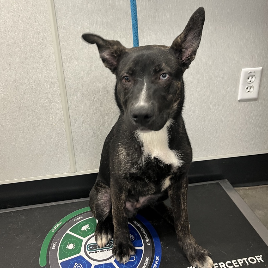 Shelter Stray Male Dog last seen , 3607 N Armenia Ave, Tampa, FL 33607, USA