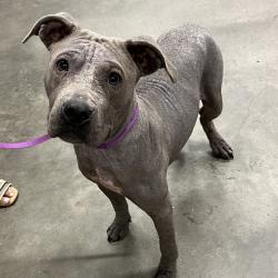 Shelter Stray Male Dog last seen , 3607 N Armenia Ave, Tampa, FL 33607, USA