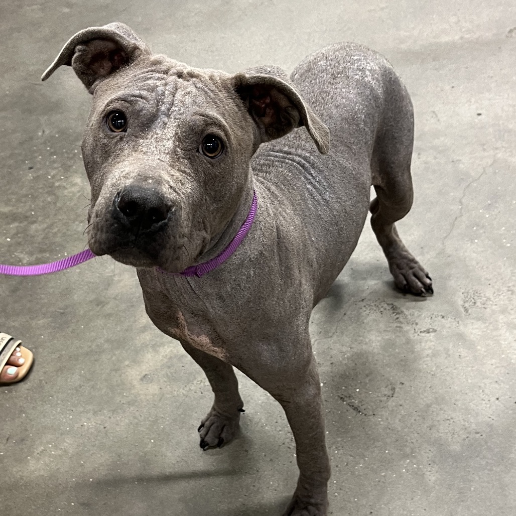 Shelter Stray Male Dog last seen , 3607 N Armenia Ave, Tampa, FL 33607, USA