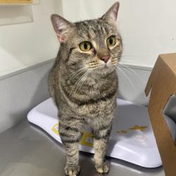 Shelter Stray Female Cat last seen , 3607 N Armenia Ave, Tampa, FL 33607, USA