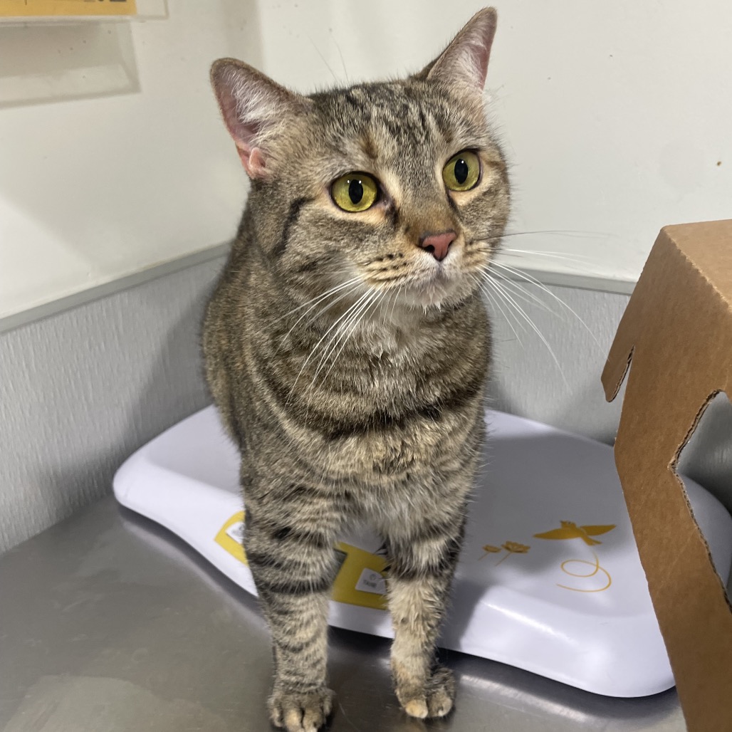 Shelter Stray Female Cat last seen , 3607 N Armenia Ave, Tampa, FL 33607, USA