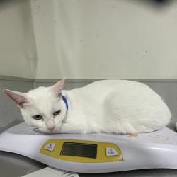 Shelter Stray Male Cat last seen , 3607 N Armenia Ave, Tampa, FL 33607, USA
