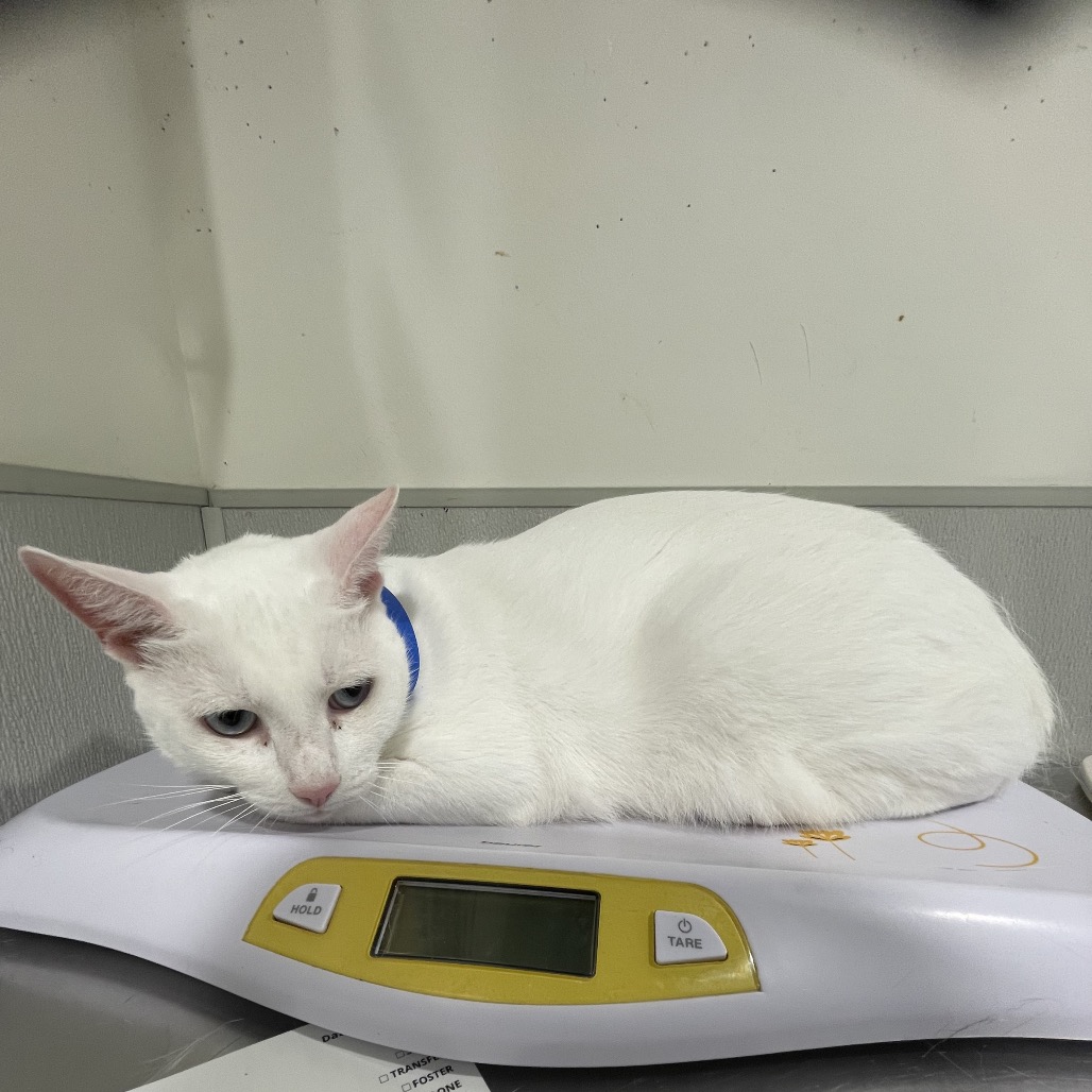 Shelter Stray Male Cat last seen , 3607 N Armenia Ave, Tampa, FL 33607, USA