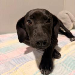 Shelter Stray Female Dog last seen , 3607 N Armenia Ave, Tampa, FL 33607, USA