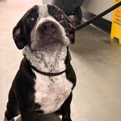 Shelter Stray Male Dog last seen , 3607 N Armenia Ave, Tampa, FL 33607, USA