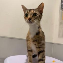 Shelter Stray Female Cat last seen , 3607 N Armenia Ave, Tampa, FL 33607, USA