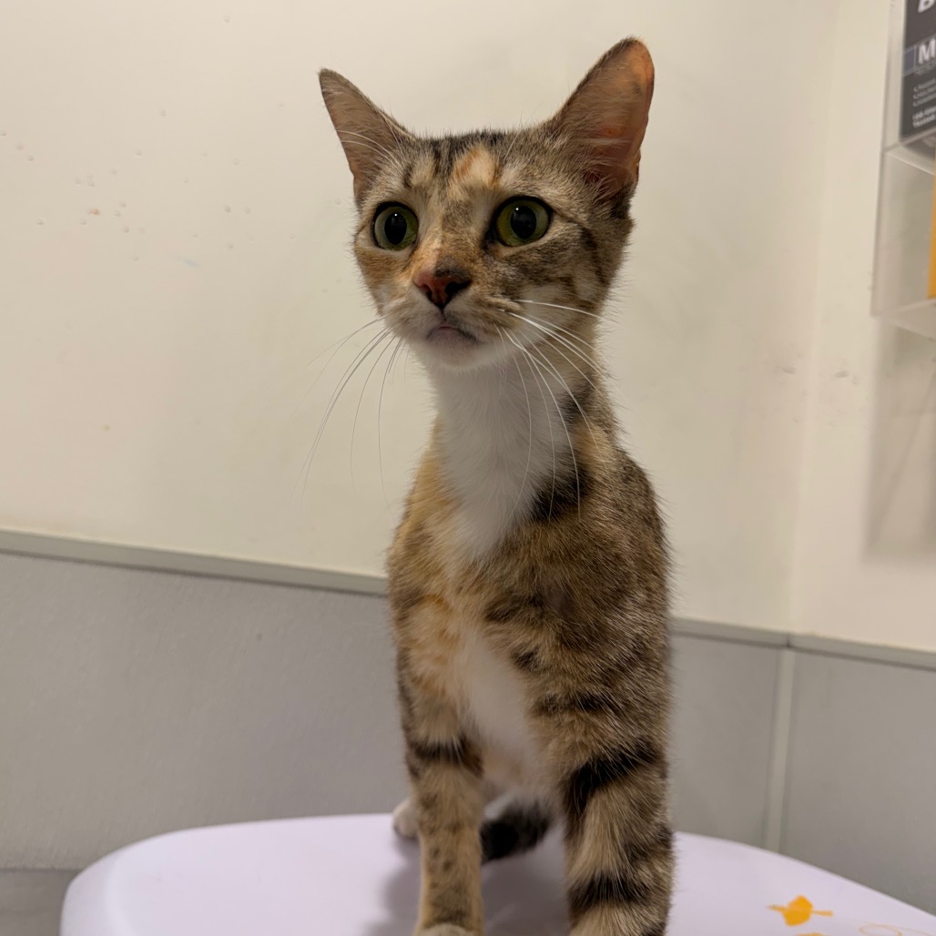 Shelter Stray Female Cat last seen , 3607 N Armenia Ave, Tampa, FL 33607, USA