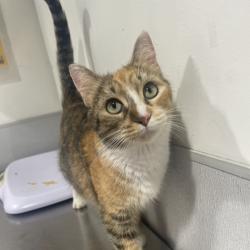 Shelter Stray Female Cat last seen , 3607 N Armenia Ave, Tampa, FL 33607, USA