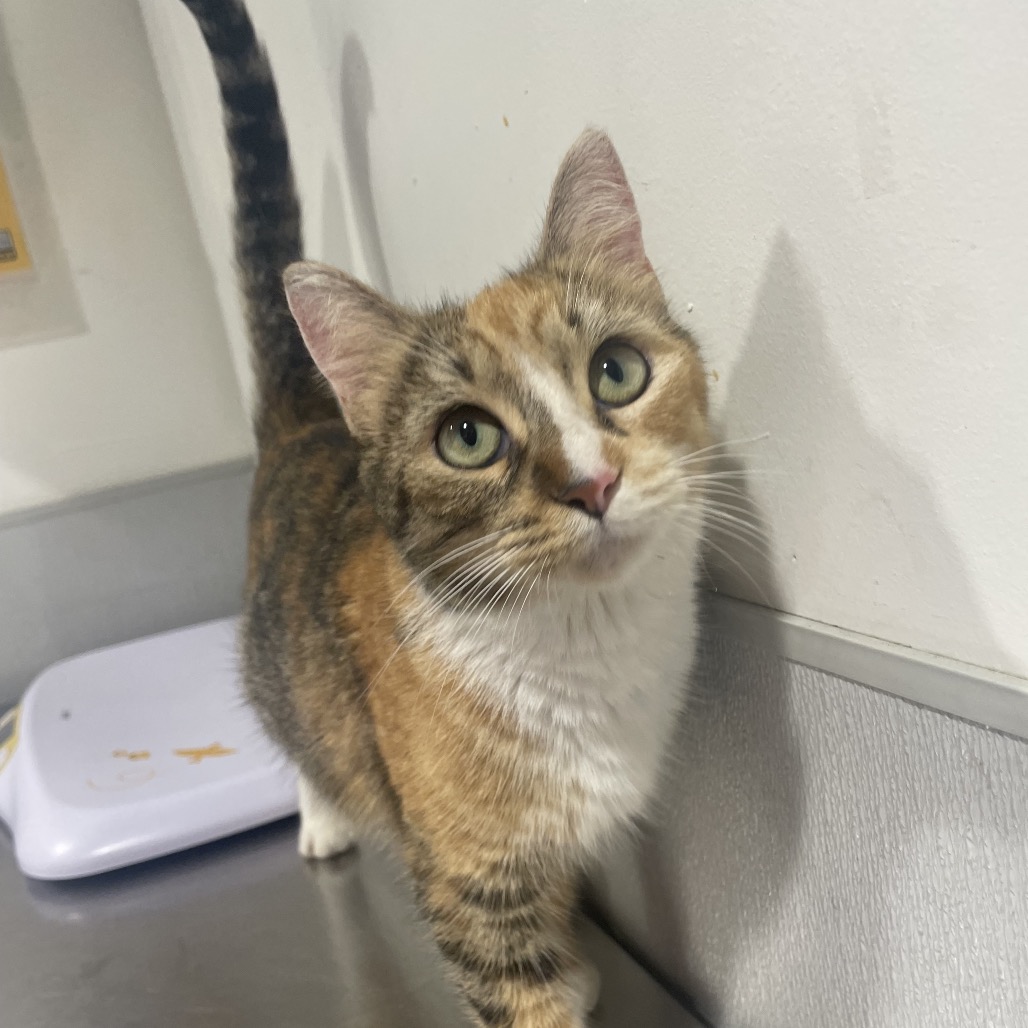 Shelter Stray Female Cat last seen , 3607 N Armenia Ave, Tampa, FL 33607, USA
