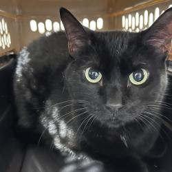 Shelter Stray Female Cat last seen , 3607 N Armenia Ave, Tampa, FL 33607, USA