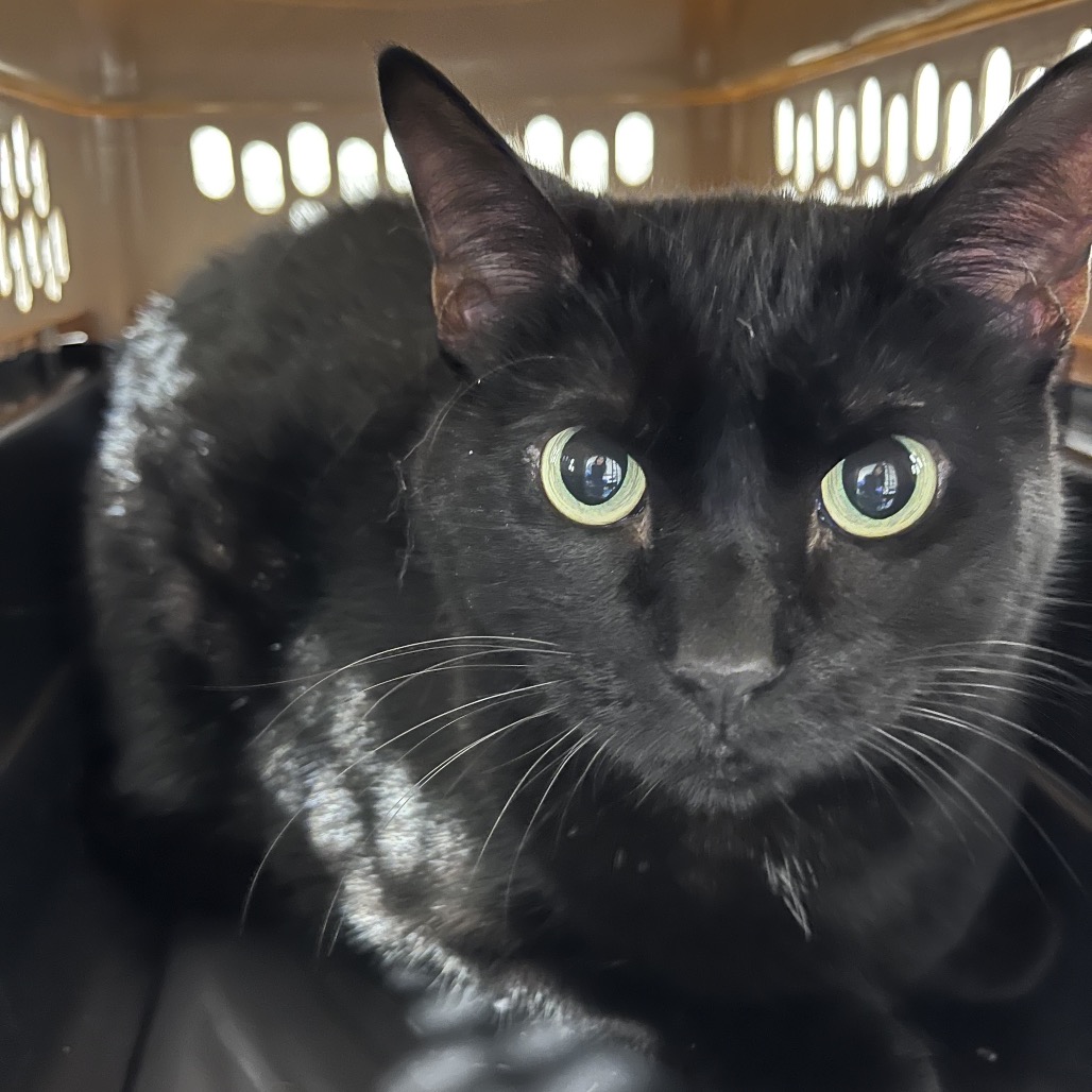 Shelter Stray Female Cat last seen , 3607 N Armenia Ave, Tampa, FL 33607, USA