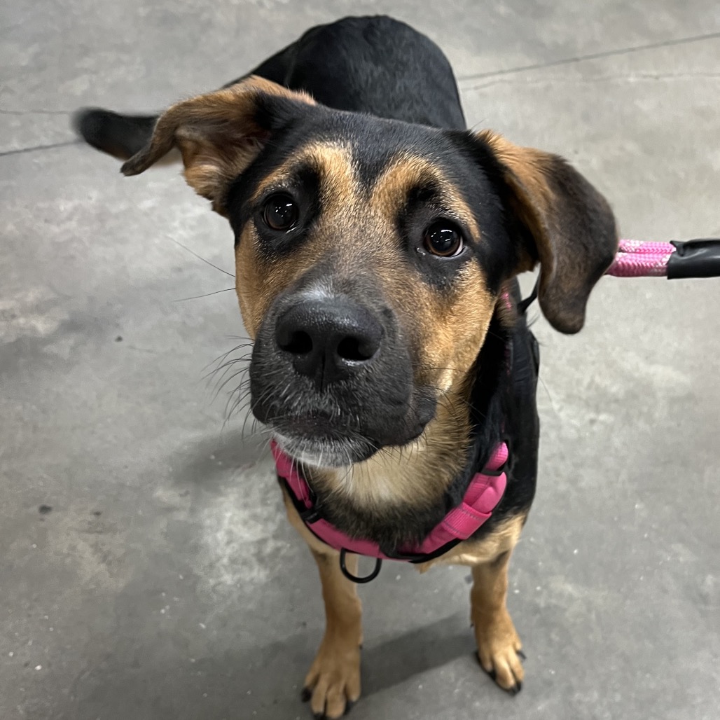 Shelter Stray Female Dog last seen , 3607 N Armenia Ave, Tampa, FL 33607, USA